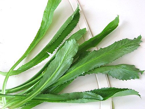 Vietnamese Culantro - Popular herb to cook the noodle soup Pho