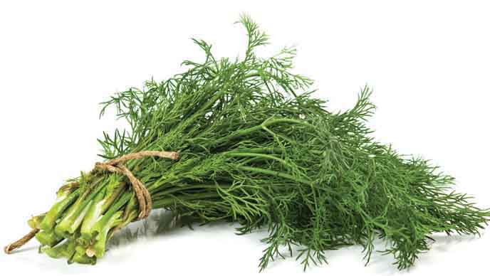 Dill - a common herb in Vietnamese cuisine.