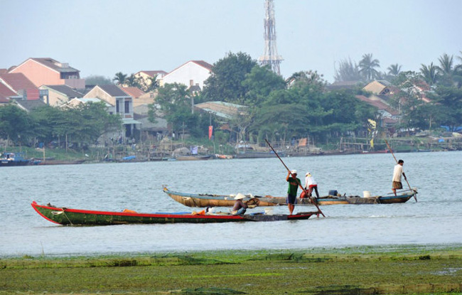 Mussel harvest season on Hoai River in Hoi An