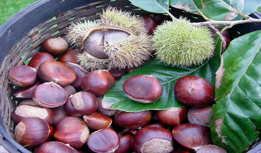 Trung Khánh chestnuts